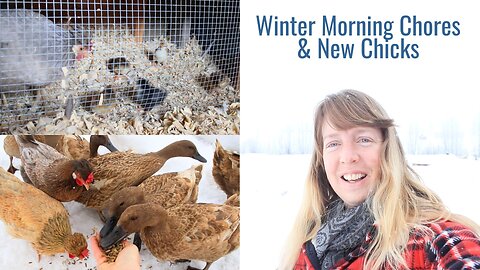 Winter Morning Chores - New Chicks, Icelandic Chickens, Khaki Campbell Ducks, Dogs, Cats, Snowflakes