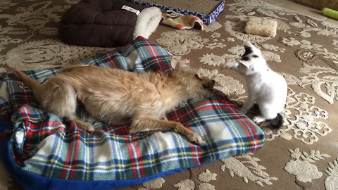 Smart Dog Shows Little Kitty How To Fight