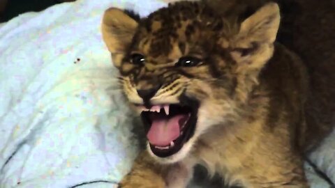 Adorable Lion Cub Roars Like His Father