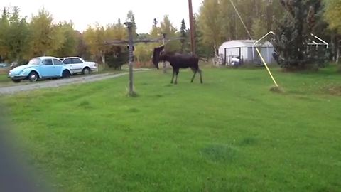 A Moose Fails In Doing House Chores
