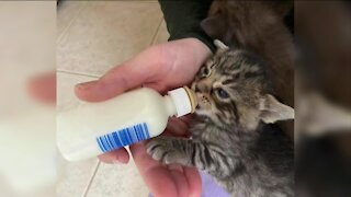 It's kitten season at the Wisconsin Humane Society