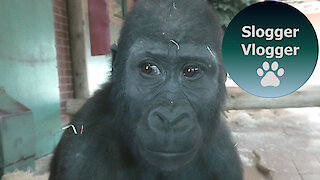 Long Video No2 Of The Twycross Gorilla Family