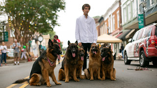 Dog Whisperer Can Walk Pack Of German Shepherds Without Leash
