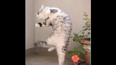 Amazing cat dance