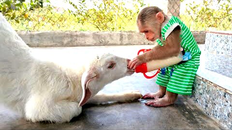 CUTIS helps dad feed baby Goats with milk