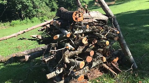 Can this storm damaged apple tree be saved?