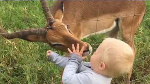 Criança e impala são os melhores amigos!