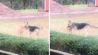 Playful dog literally hugs deer best friend