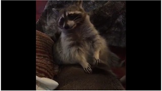 Attentive Raccoon Gently Grooms And Pampers His Pig Best Friend