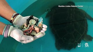 100 peices of plastic pulled out of Sea Turtles stomach