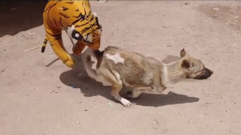 Wow Nice Prank! Fake Tiger Prank Dog Run So Fast