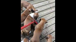 Litter of boxer puppies "help" with the cleaning