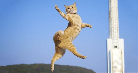 Garfield a tail of tow kitties mirror dance whatsapp
