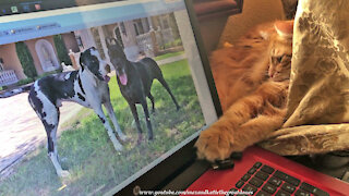 Great Dane bewildered by cat chilling on computer