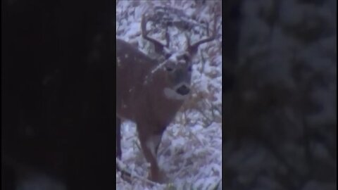 Snowy Buck. #shorts #wisconsin #bucks #winter #snow #hunting #outdoors #whitetaildeer