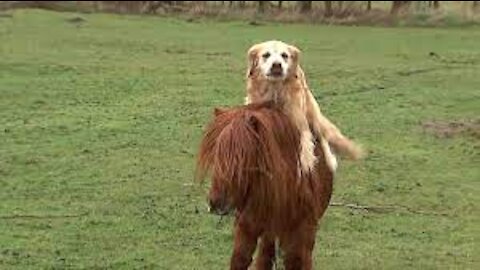 Hund rider på pony Dog rides a pony in Denmark/animal21/