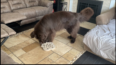 Clever Newfoundland finds treats hidden inside puzzle