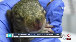 Volunteers evacuate wildlife during Irma