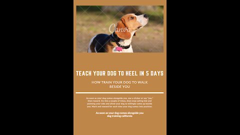 teach your dog to heel in 5 days | How to Train a Dog to Heel: Teach a Dog to Walk at Your Pace!