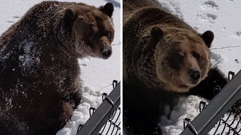 Grizzly Bear Pops Out Of Winter Den For The First Time