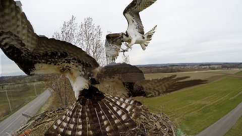 Osprey viciously attacks another osprey over nesting site