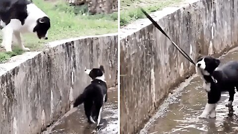 A dog comes to the rescue of a fellow member stranded in a pit.