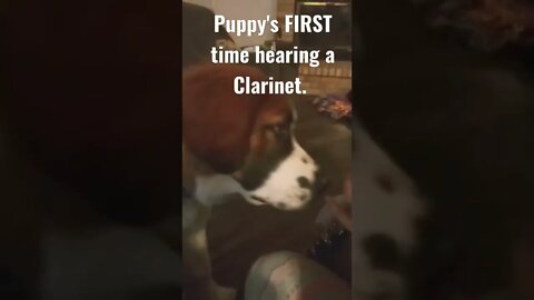 Puppy's FIRST time hearing a clarinet!