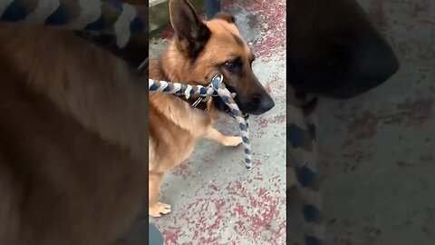 Funny German Shepard takes himself on a walk