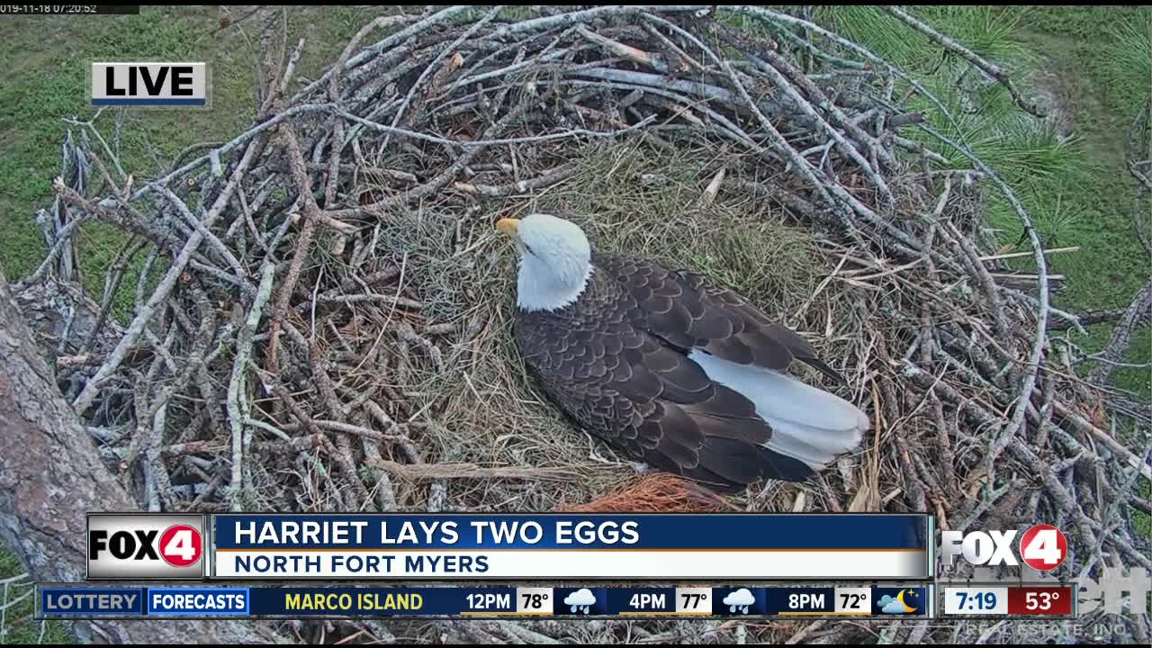 2nd eagle egg appears among bird drama at the eagle cam nest