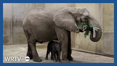 Baby elephant at Indy Zoo