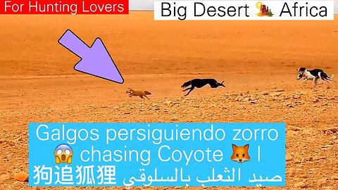 Galgos persiguiendo zorro | 😱 Greyhounds chasing Coyote 🦊 | صيد الثعلب بالسلوقي 狗追狐狸
