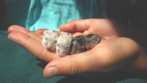 Feeding newborn hamsters