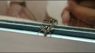 Une araignée attaque son propre reflet