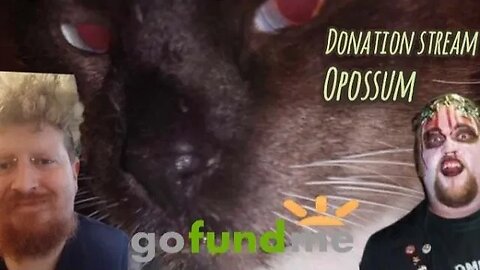Fundraiser For Opossum The Cat