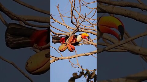 For toucans, finding food is easy.