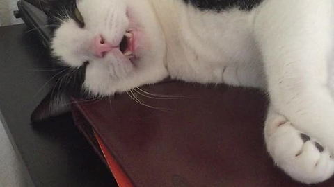 Exhausted Cat Passes Out On The Desk And Starts Snoring Like An Old Man