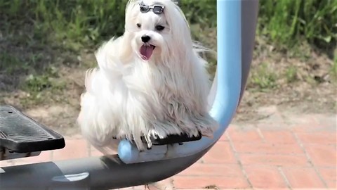 Maltese wearing sunglasses plays on swing set