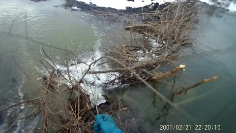 First week of Ohio's 2020-21 beaver season.