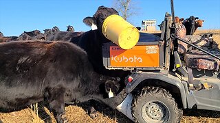 Feeding the Cows