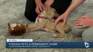 Pet of the Week: Sam