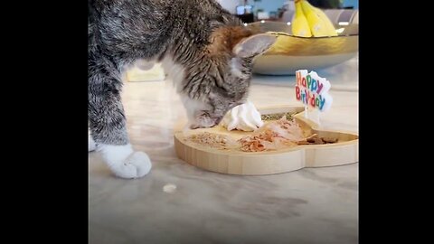 Cat celebrates 20th birthday with "cat-cuterie" board