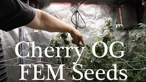 Spider Farmer SF2000 Breeding Tent E:23-26 - Week 7 Cherry OG FEM Seed Run