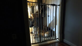 Dog Fencing install in the house: Top Paw brand pressure-mounted extra tall walk through pet gate