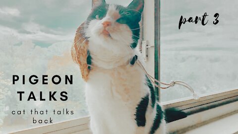 Pigeon Talks - Nov 2021 | Sweet cat takes care of mom & expresses his love for potatoes 🥔 (Part 3)