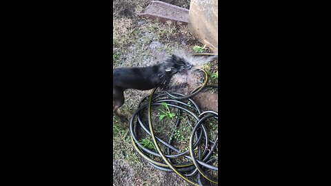 Fun-loving dog absolutely loves to attack shooting water