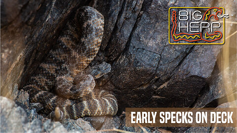 Early Specks on Deck | Speckled Rattlesnakes in Yuma County