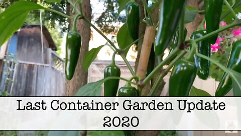 Last Container Garden Update for 2020. The Good, the Bad and the Downright Ugly!!! (Not #Shedwars)