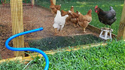 Chickens play in mister