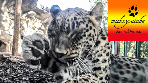 Those Magnificent Leopard Big Paws