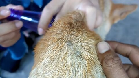 Ticks so Big, Look! How our lady remove ticks from Dog, Save life adorable Dog